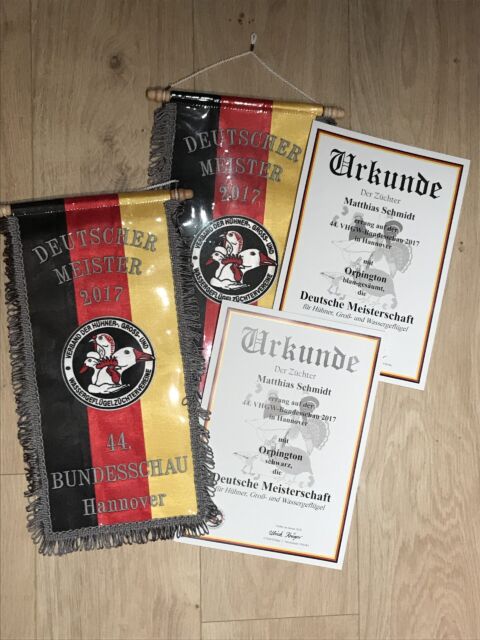 Deutsche Junggeflügelschau / VHGW Schau Hannover 2017 – 2facher Deutscher Meister auf Orpington blaugesäumt u. schwarz